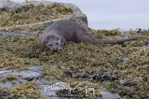 02 May 2026 - Kingscross, Isle of Arran - Otter in the early morning light