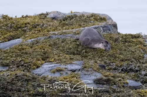 02 May 2026 - Kingscross, Isle of Arran - Otter in the early morning light