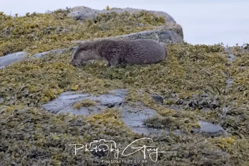 02 May 2026 - Kingscross, Isle of Arran - Otter in the early morning light