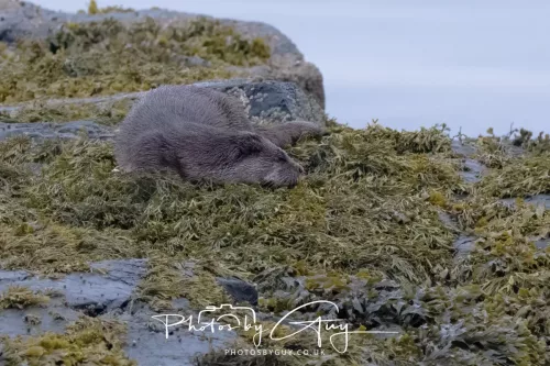 02 May 2026 - Kingscross, Isle of Arran - Otter in the early morning light