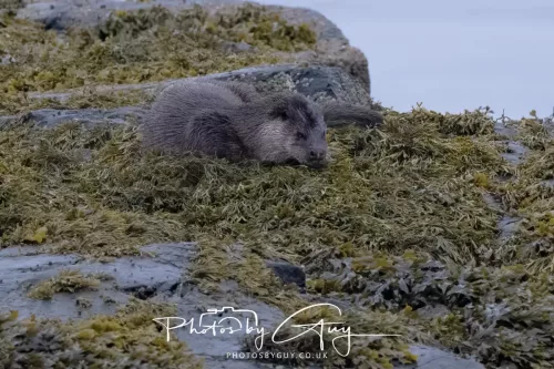02 May 2026 - Kingscross, Isle of Arran - Otter in the early morning light