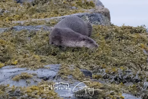 02 May 2026 - Kingscross, Isle of Arran - Otter in the early morning light