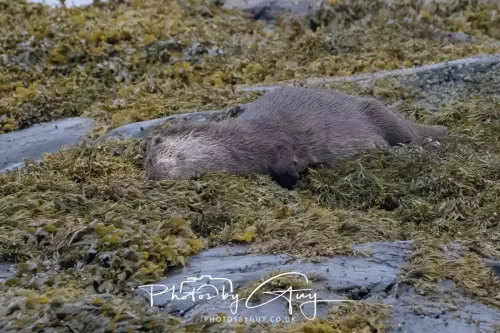 _ARR9465-02 May 2026 - Kingscross, Isle of Arran - Otter in the early morning light