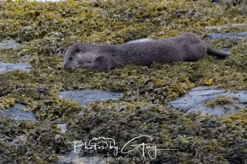 02 May 2026 - Kingscross, Isle of Arran - Otter in the early morning light