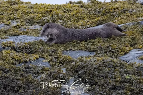 02 May 2026 - Kingscross, Isle of Arran - Otter in the early morning light