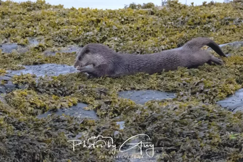 02 May 2026 - Kingscross, Isle of Arran - Otter in the early morning light