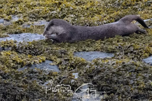 02 May 2026 - Kingscross, Isle of Arran - Otter in the early morning light