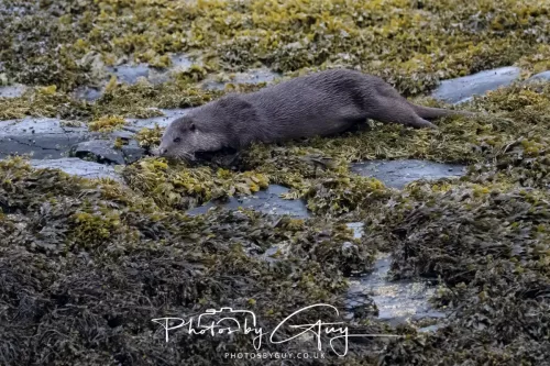 02 May 2026 - Kingscross, Isle of Arran - Otter in the early morning light