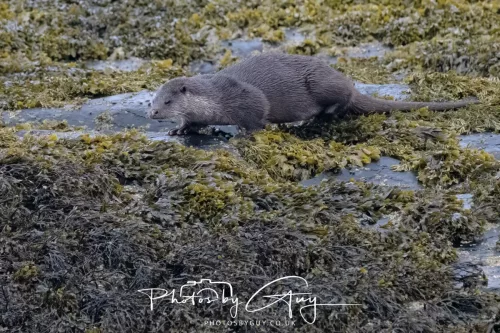 02 May 2026 - Kingscross, Isle of Arran - Otter in the early morning light