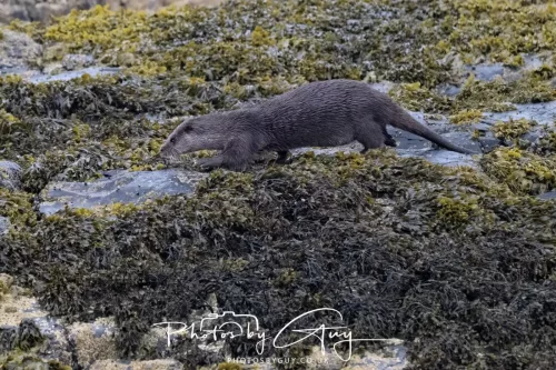 02 May 2026 - Kingscross, Isle of Arran - Otter in the early morning light