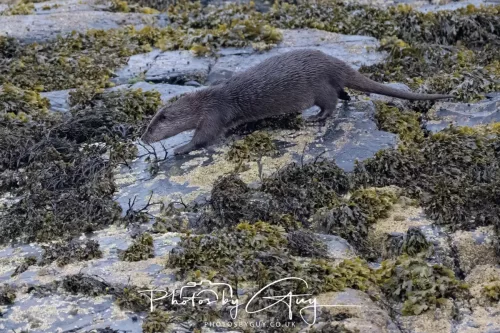02 May 2026 - Kingscross, Isle of Arran - Otter in the early morning light