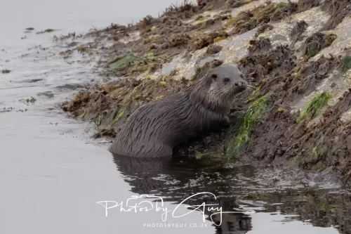 02 May 2026 - Kingscross, Isle of Arran - Otter in the early morning light