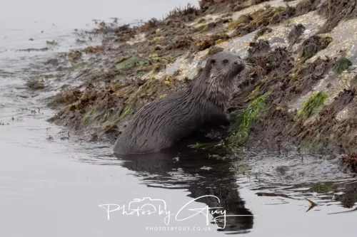 02 May 2026 - Kingscross, Isle of Arran - Otter in the early morning light
