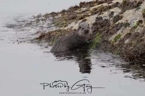 02 May 2026 - Kingscross, Isle of Arran - Otter in the early morning light