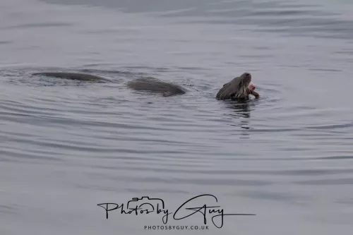 02 May 2026 - Kingscross, Isle of Arran - Otter in the early morning light