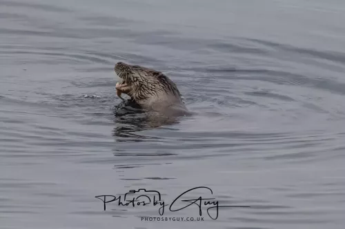 02 May 2026 - Kingscross, Isle of Arran - Otter in the early morning light