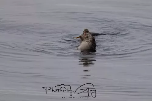 02 May 2026 - Kingscross, Isle of Arran - Otter in the early morning light