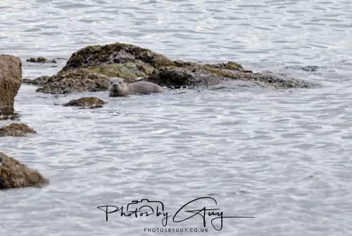 20 April 2026 - Isle of Bute, Kilchatten, St Blanes and back. - Otter