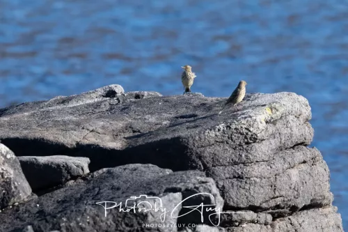 25 September 2025- Arran, Scotland -  Rock Pipit