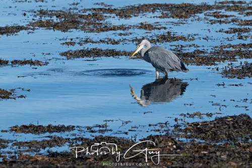 25 September 2025- Arran, Scotland - Grey Heron