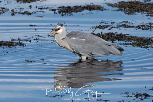 25 September 2025- Arran, Scotland - Grey Heron