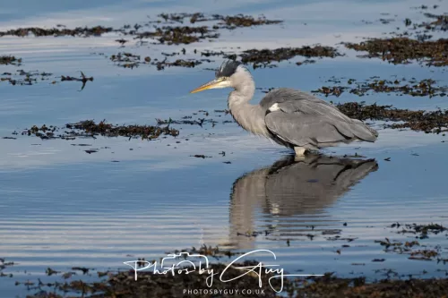 25 September 2025- Arran, Scotland -Grey Heron 