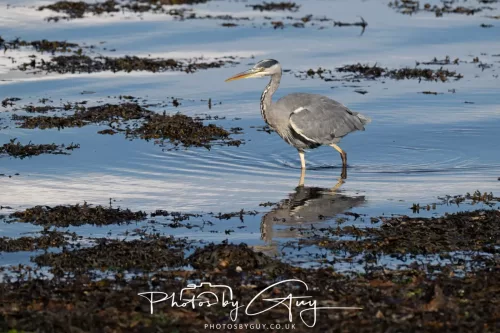 25 September 2025- Arran, Scotland - Grey Heron