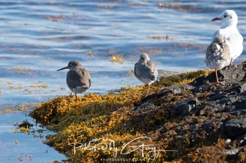 25 September 2025- Arran, Scotland - Redshank