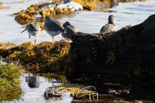 25 September 2025- Arran, Scotland - Redshank