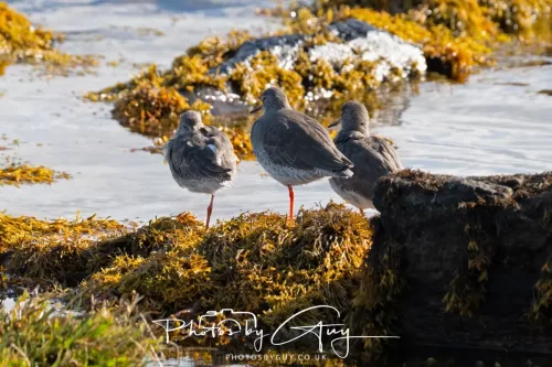 25 September 2025- Arran, Scotland - Redshank