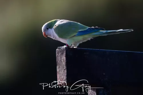 25 September 2025- Arran, Scotland - Monk Parrot called Asprin !
