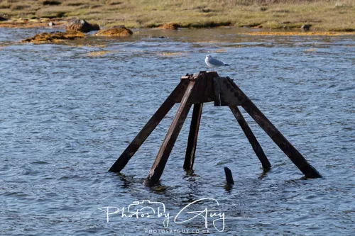 25 September 2025- Arran, Scotland - Black Headed Gull