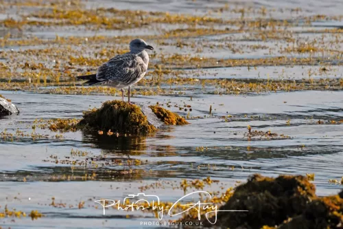 25 September 2025- Arran, Scotland -Juvinile Herring Gull