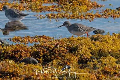 25 September 2025- Arran, Scotland - Redshank