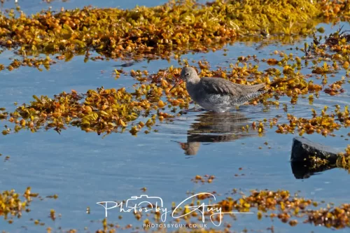 25 September 2025- Arran, Scotland - Redshank