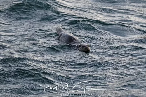 26 September 2025 - Isle of Arran , Scotland. Dawn just before sunrise - Otter in the sea of Kingscross point