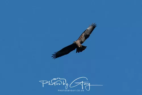 26 September 2025 - Isle of Arran , Scotland. Buzzard, Kingscross Point