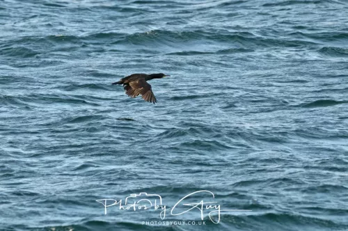 26 September 2025 - Isle of Arran , Scotland. Shags, Kingscross Point