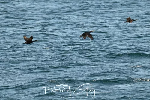26 September 2025 - Isle of Arran , Scotland. Shags,  Kingscross Point