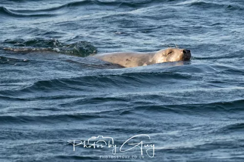 26 September 2025 - Isle of Arran , Scotland. Harbour Seal Kingscross Point