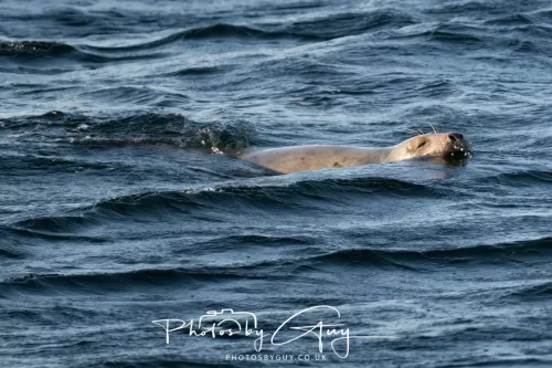 26 September 2025 - Isle of Arran , Scotland. Harbour Seal Kingscross Point