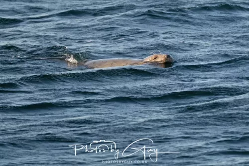 26 September 2025 - Isle of Arran , Scotland. Harbour Seal Kingscross Point