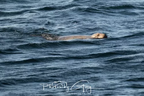 26 September 2025 - Isle of Arran , Scotland. Harbour Seal Kingscross Point