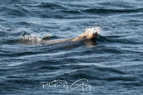 26 September 2025 - Isle of Arran , Scotland. Harbour Seal Kingscross Point