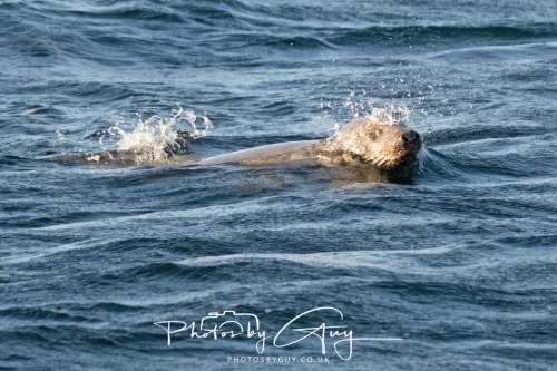 26 September 2025 - Isle of Arran , Scotland. Harbour Seal Kingscross Point