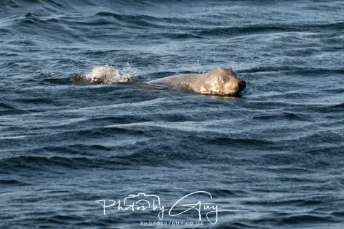 26 September 2025 - Isle of Arran , Scotland. -Harbour Seal  Kingscross Point