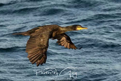 26 September 2025 - Isle of Arran , Scotland. - Shag on Kingscross Point
