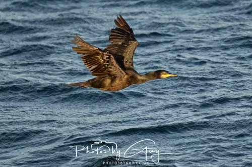 26 September 2025 - Isle of Arran , Scotland. - Shag on Kingscross Point