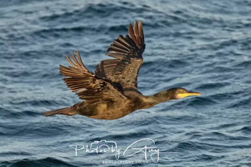 26 September 2025 - Isle of Arran , Scotland. - Shag on  Kingscross Point