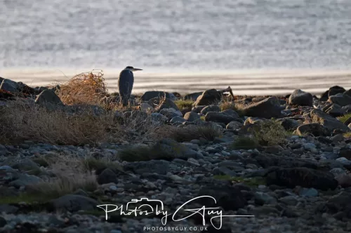 27 & 28 Sept 2025 : Arran, Scotland - Heron